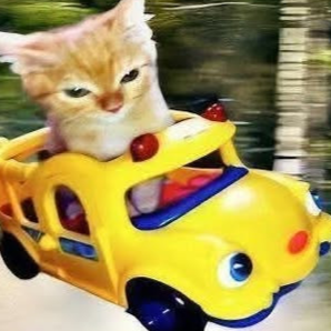 naoehalexa@capivarinha.club